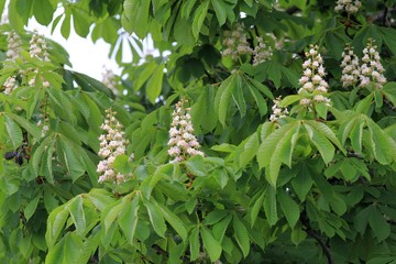 Blossoming chestnut tree in spring
