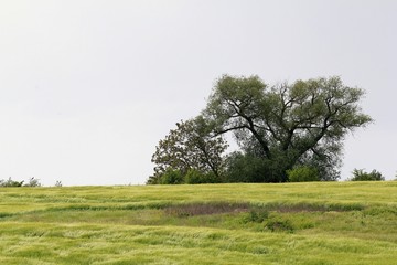 A lonely tree in a field