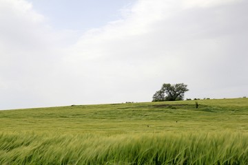 Obraz premium A lonely tree in a field
