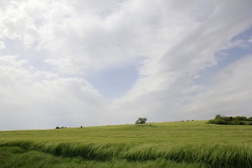 Fototapeta na wymiar A lonely tree in a field