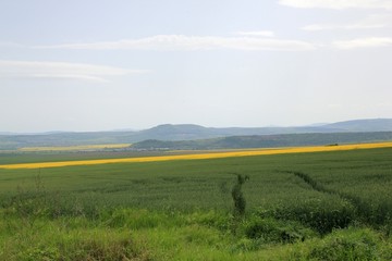 Obraz premium A field of rapeseed in Bulgaria