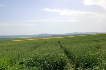 A field of rapeseed in Bulgaria