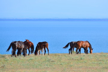 Horses feeding with lake besides