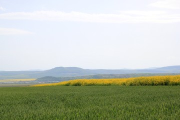 Fototapeta premium A field of rapeseed in Bulgaria