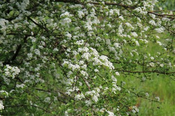 White hawthorn flowers (Crataegus) in spring