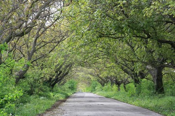 Picturesque road with high trees