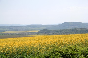 Fototapeta na wymiar A field of rapeseed in Bulgaria