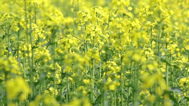 Bee collects nectar pollen on blooming yellow rapeseed field. Picturesque canola field under blue sky with white fluffy clouds. Video footage for ecological agricultural concept. Slow motion video.