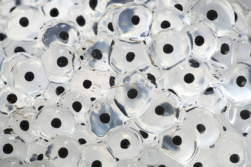 Fresh frog spawn