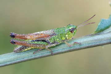 Chorthippus parallelus, the meadow grasshopper