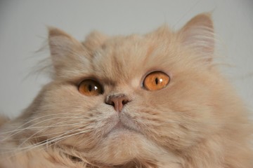 felino animal persa gatita mascota domestica peludo gato fino purasangre persa angora hermoso 
