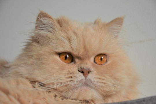 gato animal felino peludo gatico mascota gatita persa angora domestico pelaje bigotes