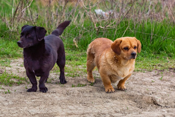 Two cute little black and brown mix breed dogs outside