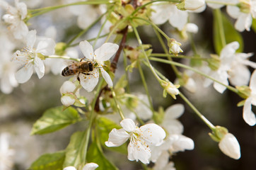 honeybee pollination cherry blossom