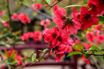Pink flowers in nature garden at spring