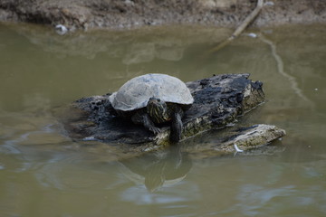 Turtle in the wild. France.