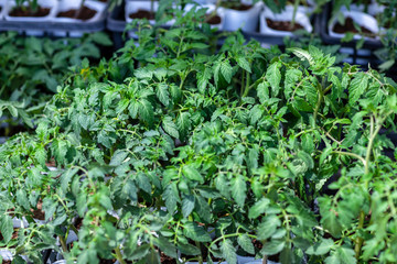 young plants in the garden