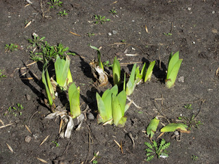 green fresh spring grass on the gray soil