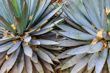 Obraz premium Plants in nature, in the natural environment. Cactus in the garden, park, under the open sky. Morocco