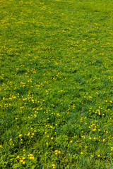 Green field with yellow flowers. Background concept