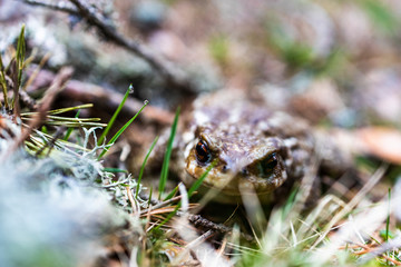 Close up portrait of a toad on a nature