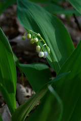 Wild lily of the valley in the forest, Poznań, Poland
