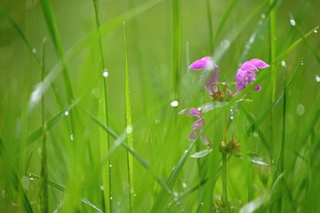 Beautiful purple spring flowers with colorful natural background. Springtime in the grass..