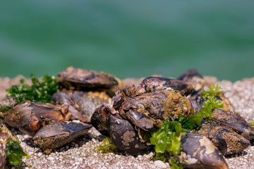 Barnacles and mussels on а rock near the blue sea.