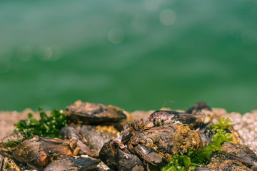 Barnacles and mussels on а rock near the blue sea.