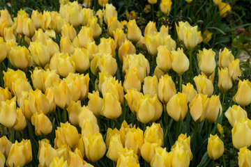 Blumenbeet mit gelben Tulpen