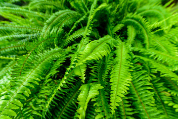 Structure in Nature - Leaf with beautiful design and structure