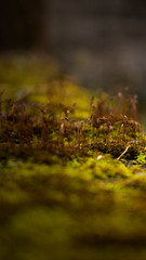 small plant grass on a rock