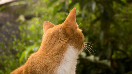 the cat that is dwelling