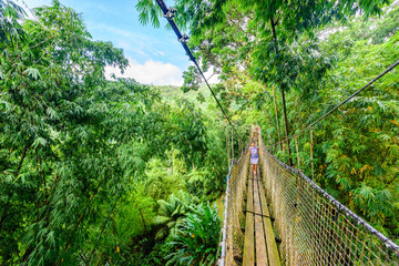 Balata Garden, Martinique - Paradise botanic garden on tropical caribbean island with suspension...