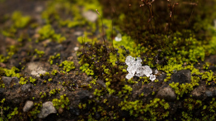 small plant grass on a rock