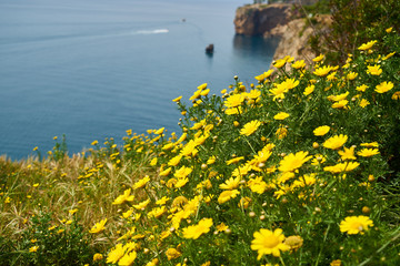Yellow daisies in the nature