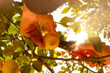 man harvesting lemons from a tree