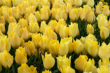 Blumenbeet mit gelben Tulpen