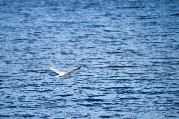 Freedom concept. The seagull flying in the blue sky. Natural sky background with copy space.