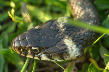 Head of a creeping snake close-up. Reptile crawling in the grass of meadows in spring