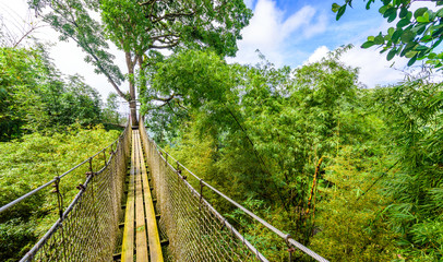 Fototapeta na wymiar Balata Garden, Martinique - Paradise botanic garden on tropical caribbean island with suspension bridges - France