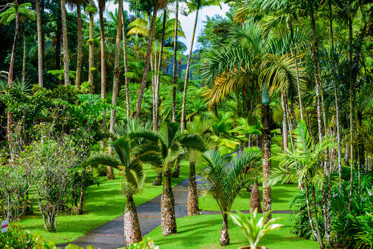 Balata Garden, Martinique - Paradise botanic garden on tropical caribbean island with suspension bridges - France