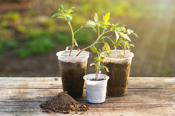 Young seedlings growing in the plastic cups standing on the wooden table with sunrise, eco concept.