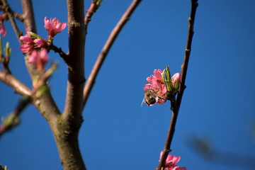 Bumblebee pollinates peach tree flowers. Peach blossoms in spring. Blue sky.