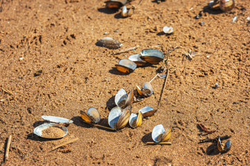 a lot of shells washed up at sea