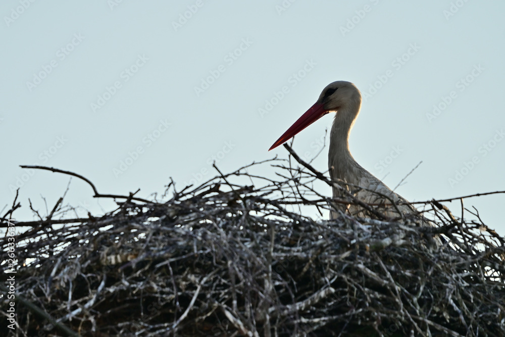 Sticker white stork adult and nest.