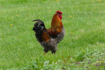 Cock on the green grass.