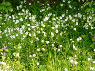 Wild chamomile flowers on the meadow