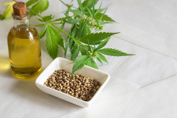 Hemp products concept. Cannabis seed oil and green plant
