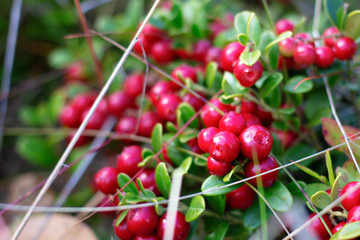 Cowberry grows in the forest. Background - Image